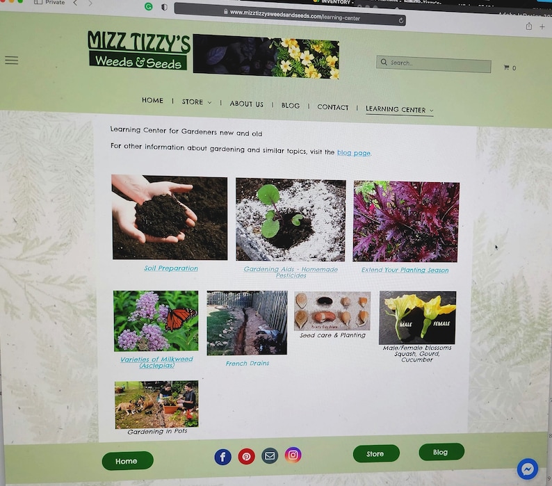 Marshmallow Seeds - Althea officinalis - Recipe Booklet - 25 Seeds image 9