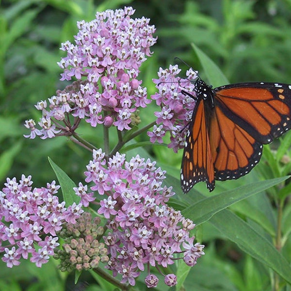 Asclepias syriaca - Asclépiade commune - Graines