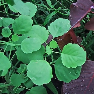 Papalo - Porophyllum ruderale - Graines