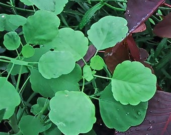 Papalo - Porophyllum ruderale - Seeds