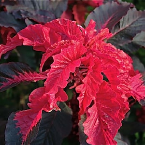 Amaranthus - Early Splendor - Seeds - Etsy