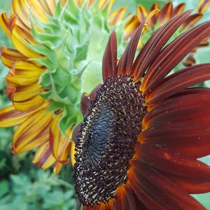 Burgundy & Gold  -  Sunflower  -  Helianthus annuus