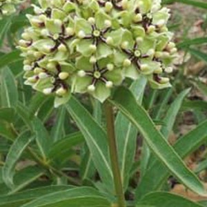 Asclepias viridis, Spider Milkweed
