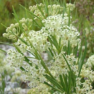 Whorled Milkweed - Asclepias verticillata - Seeds