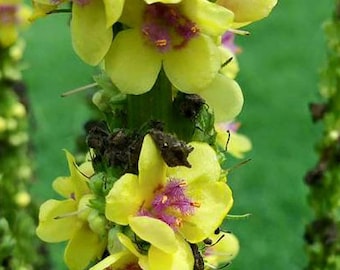 Mullein Seeds  -  Verbascum nigrum - "16 Candles" -  Yellow -- Medicinal Herb - SEEDS