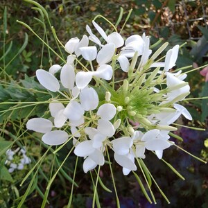 Rose Queen and White Cleome Mixed Cleome Hassleriana Seeds image 2