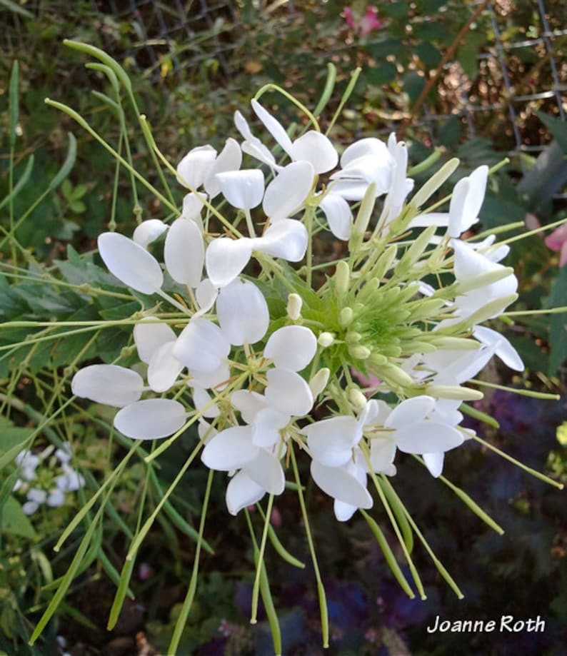 Rose Queen and White Cleome Mixed Cleome Hassleriana Seeds image 2