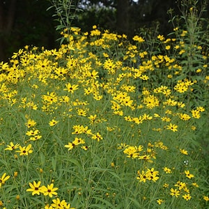 Tickseed Seeds - Tall Coreopsis - tripterisn - Seeds