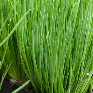 Chives “Staro” - Allium schoenoprasum  -  Seeds