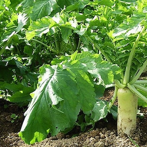 May include: Close-up of a field of white radishes with green leaves. The radishes are growing in the ground and are ready to be harvested.