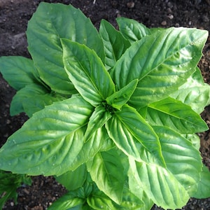 Genovese basil - Ocimum basilicum SEEDS