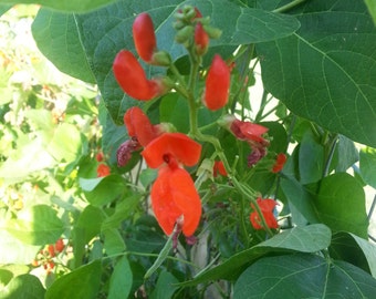 Scarlet Runner Beans  -  Phaseolus coccineus - 20 Seeds