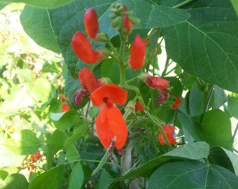 Scarlet Runner Beans  -  Phaseolus coccineus - Seeds