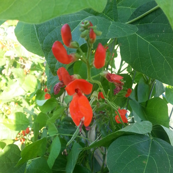 Scarlet Runner Beans  -  Phaseolus coccineus - Seeds