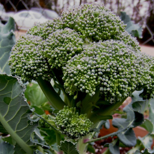 De Cicco - Brassica oleracea - Broccoli