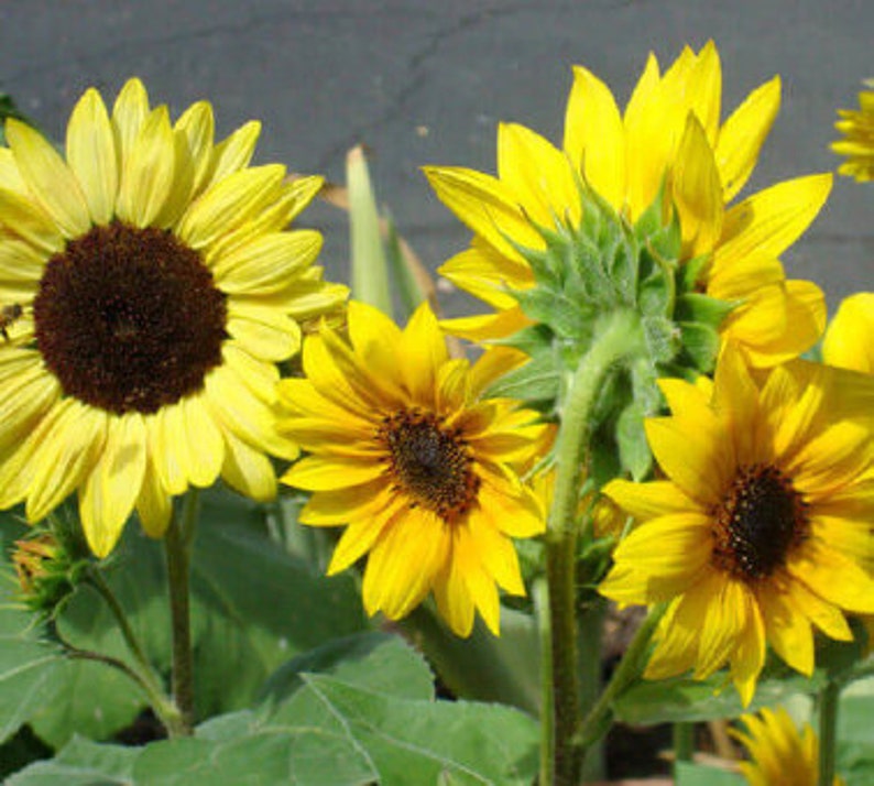 NOT FOR SALE Package of Black Oil Sunflower, in support of Human Rights, with the purchase of 3 or more seed packages Limit one for Free. image 2