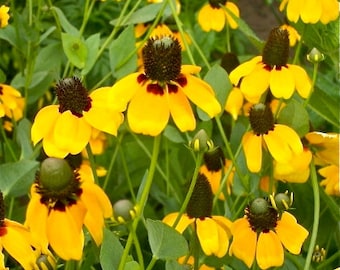 Clasping Coneflower - Dracopis amplexicaulis