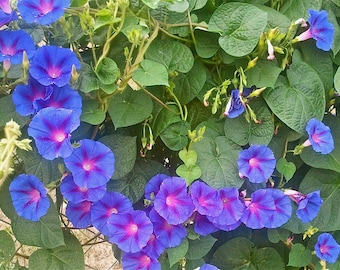 Morning Glory - "Grand-père Ott" - Ipomoea Purpurea - Graines