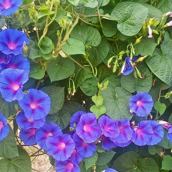 Morning Glory - "Grandpa Ott" - Ipomoea Purpurea - Seeds