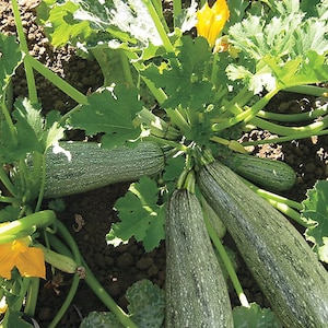 Greyzini Zucchini - Lebanese in origin - Summer Squash