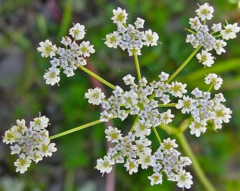 Cumin - Cuminum cyminum - Culinary  Herb - SEEDS