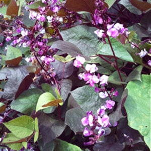 Hyacinth Horn Bean - Dolichos Lablab - Red leaved  -  SEEDS