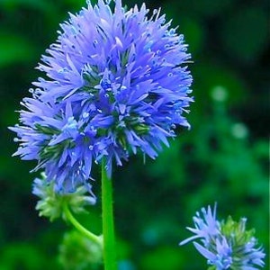 Queen Anne&#39;s Thimbles Seeds - Gilia Capitata