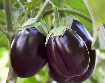 Patio Baby - Mini Eggplant .. Seeds