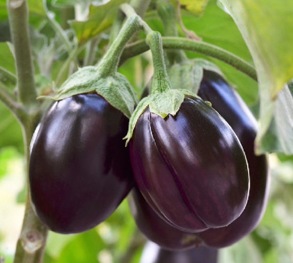 Patio Baby Mini Eggplant .. Seeds Etsy