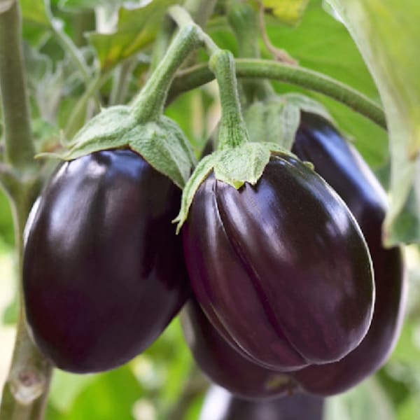 Patio Baby - Mini Eggplant .. Seeds