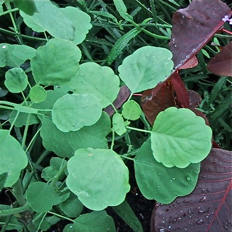 Papalo Porophyllum ruderale Seeds image 1