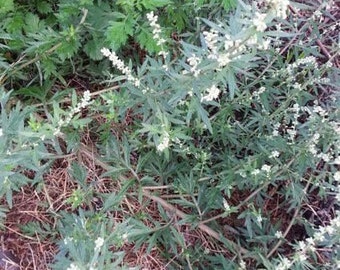Mugwort Seed - Artemisia vulgaris - medicinal herb - Seeds