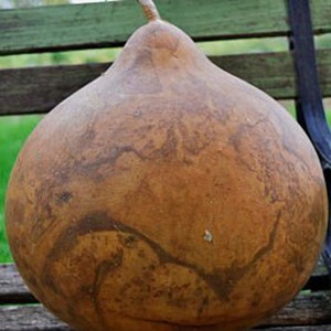 Bushel Basket - Gourd -  Seeds