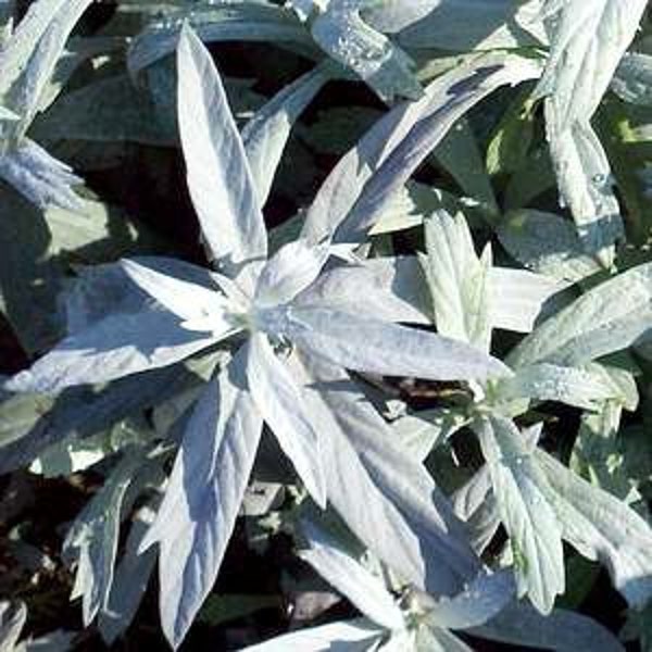 Smudging Sage Seeds -  Prairie Sage - Artemisia ludoviciana -- Medicinal Herb - SEEDS