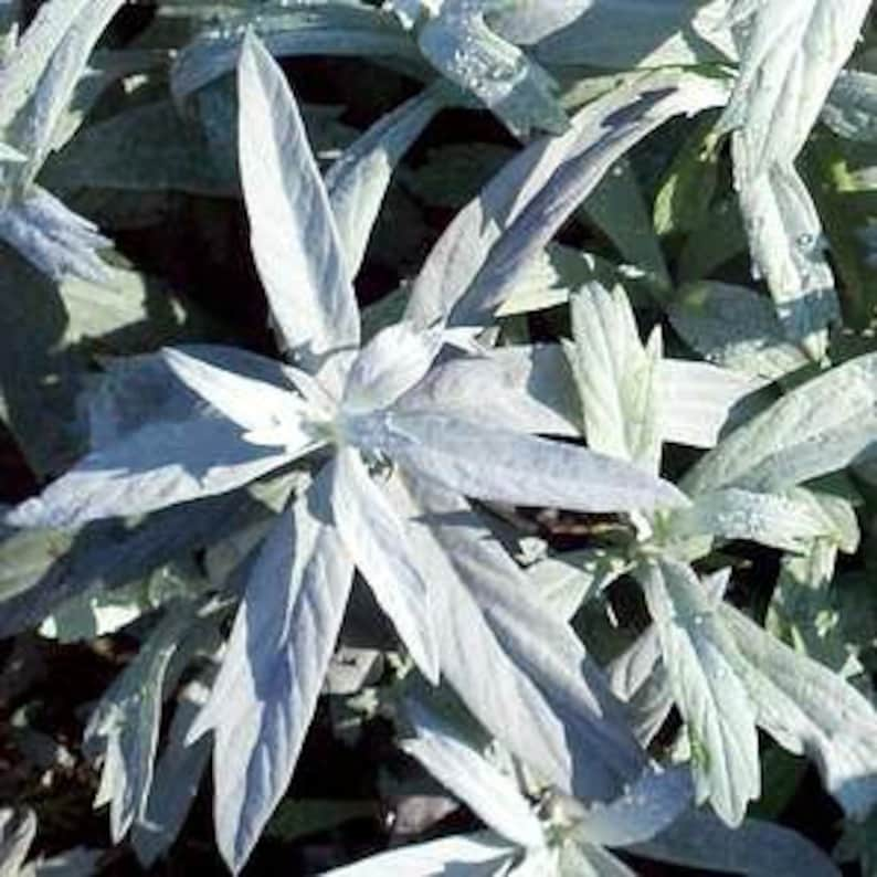 Semillas de salvia manchada Prairie Sage Artemisia ludoviciana Hierba medicinal SEMILLAS imagen 1