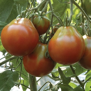 Tomato Seeds  -  "Japanese Black Trifele" - Seeds