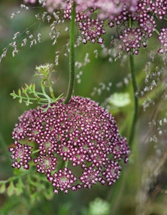 queen anne's lace daucus carota