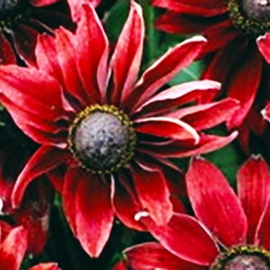 Rudbeckia Seeds - Rudbeckia hirta - &quot;Cherry Brandy&quot;