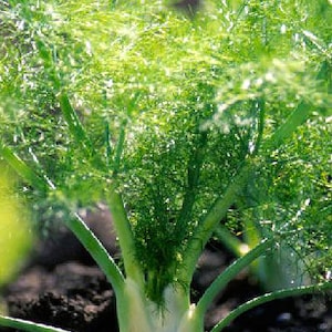 Fennel - Florence - Foeniculum vulgare - Seeds