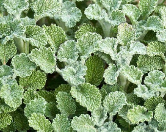 Horehound - BULK Dried Herb. --  1.5oz