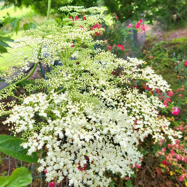 Elderberry Seeds - Sambucus nigra -