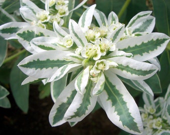 Euphorbia Marginata Seeds - "Early Snow"