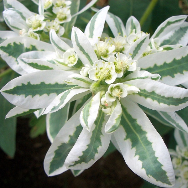 Euphorbia Marginata Seeds - "Early Snow"