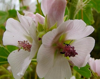 Marshmallow Seeds -  Althea officinalis -- Medicinal & Recipe Booklet - Seeds