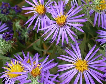 Aster Symphyotrichum oblongifolius - Aroma