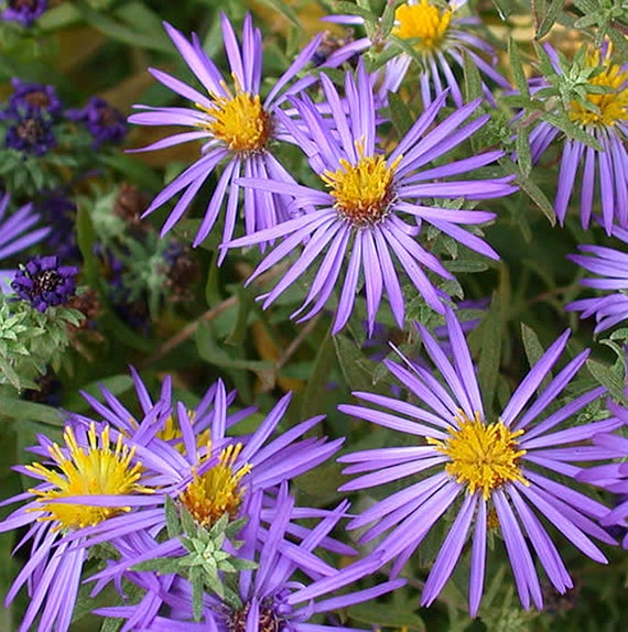 Aster Symphyotrichum Oblongifolius Aroma Etsy 日本