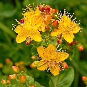 St. John’s Wort - Hypercium perforatum - SEEDS - medicinal herb