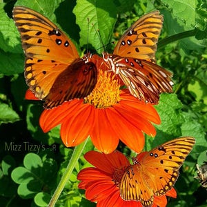 Mexican Sunflower, Tithonia Speciosa -- Medicinal Herb - Seeds