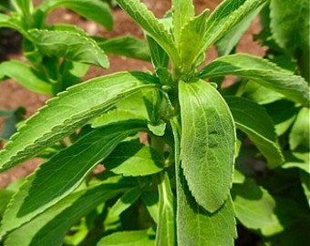 Stevia Seeds - Stevia rebaudiana - Plus Recipes and Use -- Medicinal Herb - Seeds