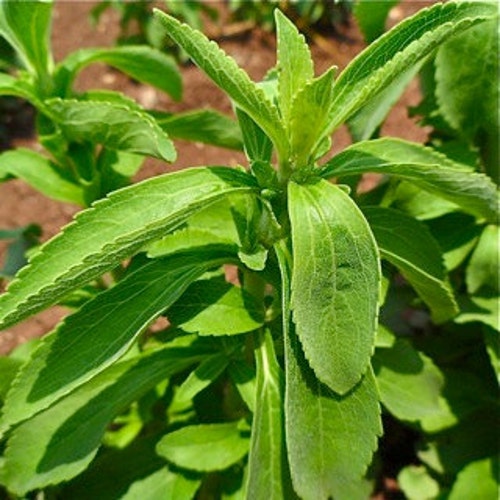 Amazon.com: Cotton Plant Seeds